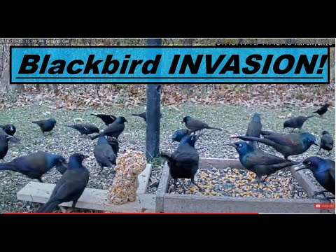 Blackbirds invade the feeders!