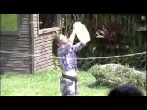 a fazenda 8 mara causando