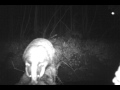 Badger walking along a log