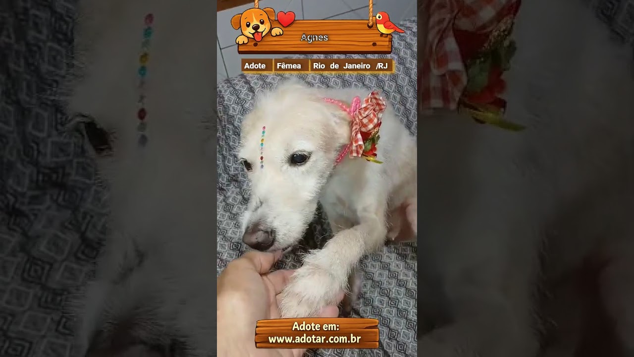 Cachorro raça SRD-ViraLata idade 1 ano nome Agnes
