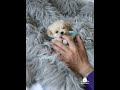 It S Ralph The Handsome Teacup Male Maltipoo