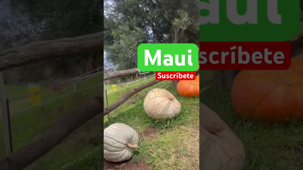 Beautiful flowers on this farm in Maui Hawaii 10/16/25#travel #beach #nature #garden 🥰🥰🥰🥰