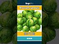 Brussels sprouts - 抱子甘蓝 video thumbnail