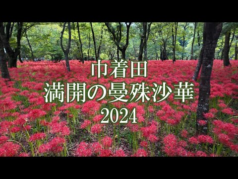  2024 年の満月とガーデニング – 月の満ち欠けに応じて、いつ何を植えるべきか?  庭園