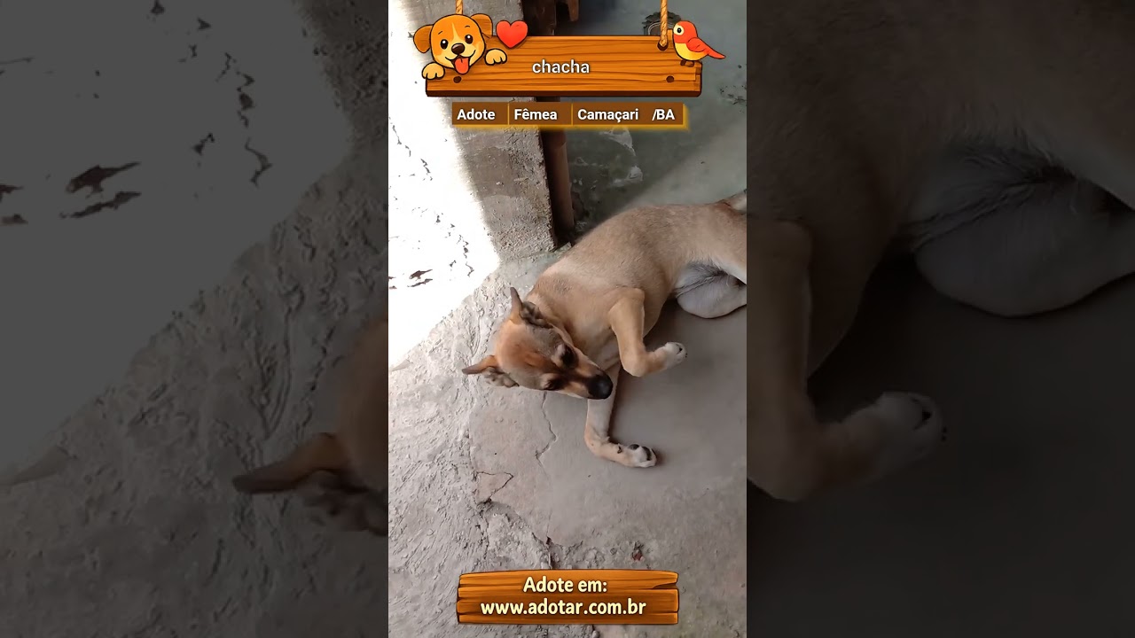 Cachorro raça Labrador idade 1 ano nome chacha