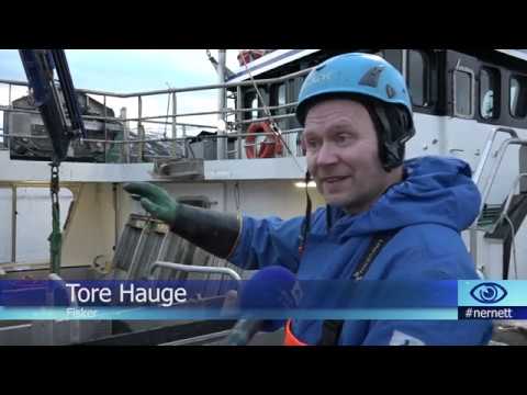 Nå er det høysesong for fiskemottaket i Sande Nå er det høysesong for fiskemottaket i Sande