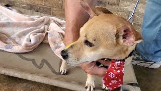 Video preview image #1 Chihuahua-Whippet Mix Puppy For Sale in Bandera, TX, USA