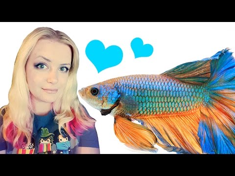 What kind of fish can live with Bettas | Betta Tankmates