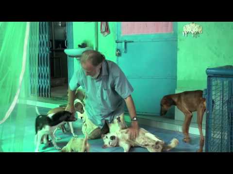 Rescue,Love,Save-1000's of Suffering Animals.India