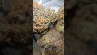 Connected RS-11 and HighRise Strain Review #connectedCA #connected #StrainReview #Caliplug #CaliBud