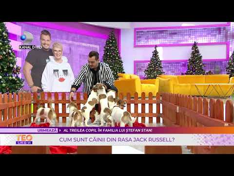 , title : 'Teo Show(03.12.2021) - Cum sunt cainii din rasa Jack Russel? Cat de bine se inteleg cu copiii?'