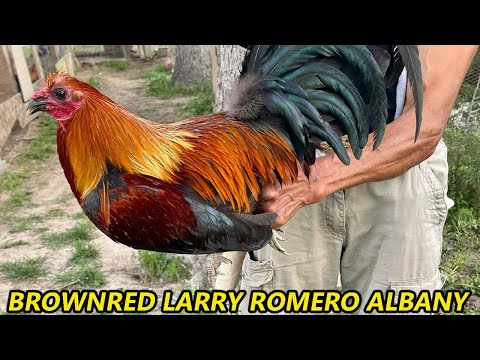 Brownred Larry Romero Sweater Albany Dan Gray Roundhead JORGE FARM - Beautiful Birds Farm Visit