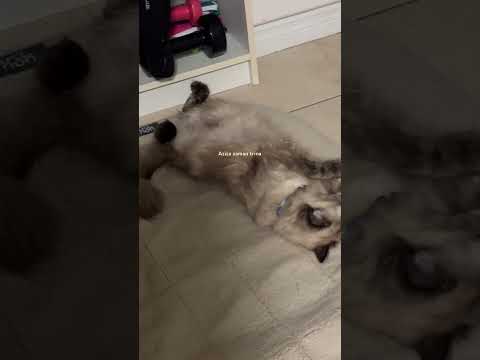 Brownie lazy comfortable evening #cat #adorable #kitten