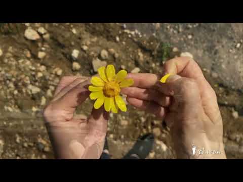 Sandris-Dubovs - Likteņa-zīmes