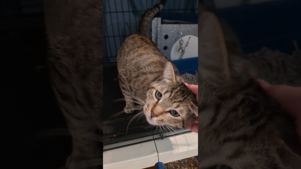 Ferdinand, an adoption pending American Shorthair in Brooklyn, NY video 5/5