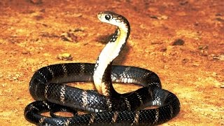 King Cobra - The Deadliest Snake Of The World