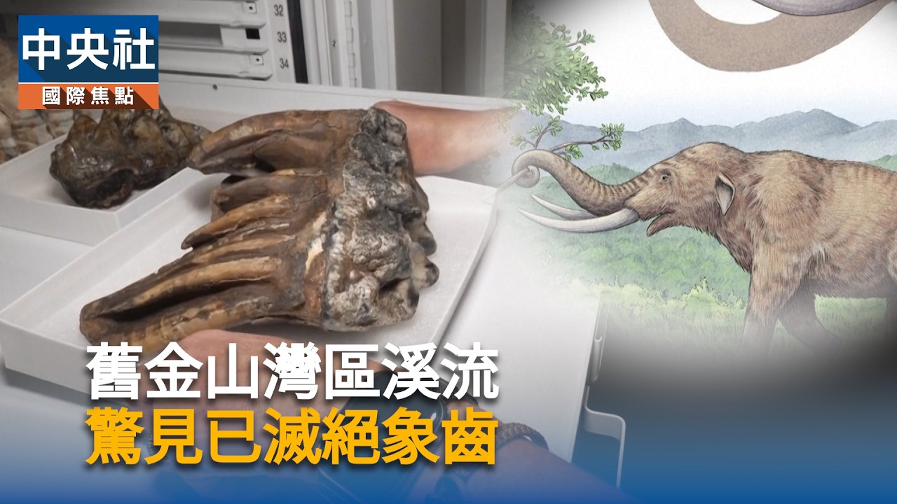 舊金山灣區溪流 驚見已滅絕象齒|中央社影音新聞
