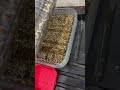 Семена с Алиэкспресс
