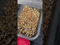 Семена с Алиэкспресс