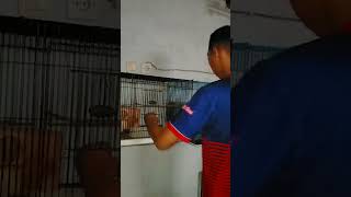 Download lagu LOCAL PARAKIT BREEDING USING BATTERY SYSTEM (part.1) mp3