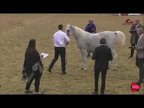 N153 RB GHALIAH - 2019 Al Shaqab Arabian Horse Show Festival - 7-10 years old mares (class 6)