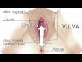 Women S Pelvic Health 1 Female Reproductive Anatomy