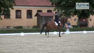 81 ans et toujours performante en CDI 3* :  leçon d'équitation à Falsterbo