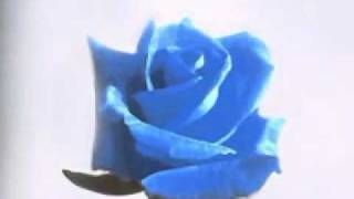 Getting Married? The saddest song ever: No Wedding Today.