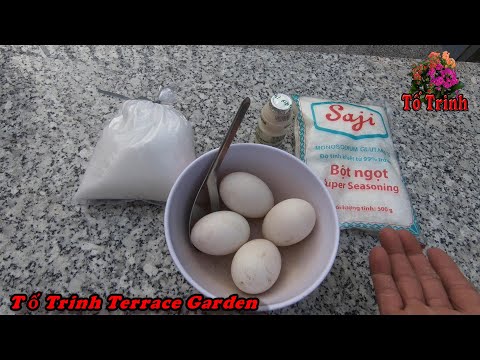 Chia Sẻ Cách Làm Phân Hữu Cơ Bằng Trứng Tốt Cho Cây Cảnh / Organic Fertilizer