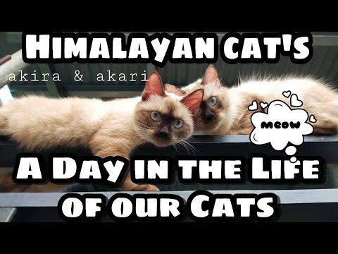 A DAY IN THE LIFE OF OUR CATS | AKIRA & AKARI | HIMALAYAN CATS