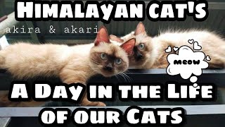 A DAY IN THE LIFE OF OUR CATS | AKIRA & AKARI | HIMALAYAN CATS