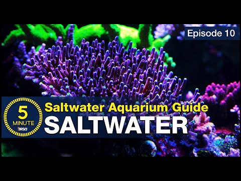 Mix up the best saltwater! A step by step beginners guide to mixing reef aquarium water