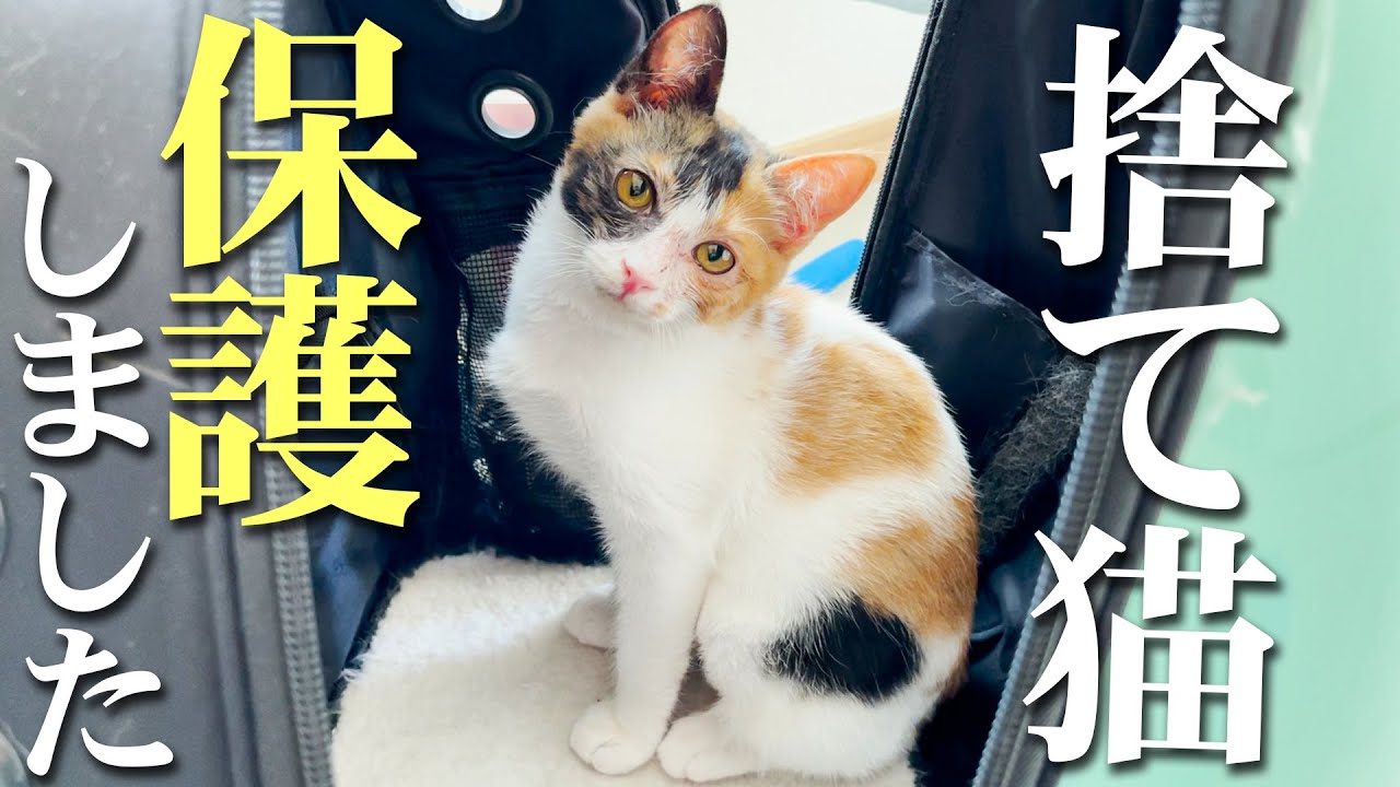 殺処分寸前だった捨て猫がいたので家に連れて帰ってみたら可愛すぎたwww