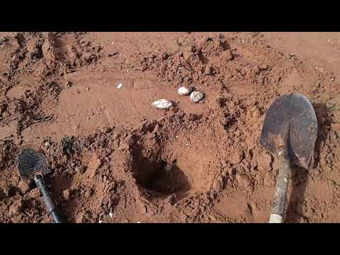 Digging for softshell clam in PEI