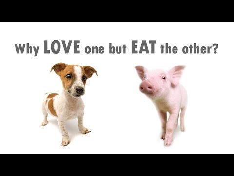 YouTube video about: Why love one but eat the other?