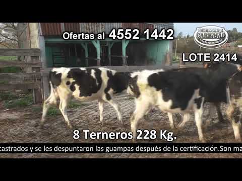 Lote 8 Terneros 8 HO 228kg -  en San Pedro. R21 km 188 - a 10 km de Colonia