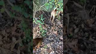 Mountain Feist Puppies Videos