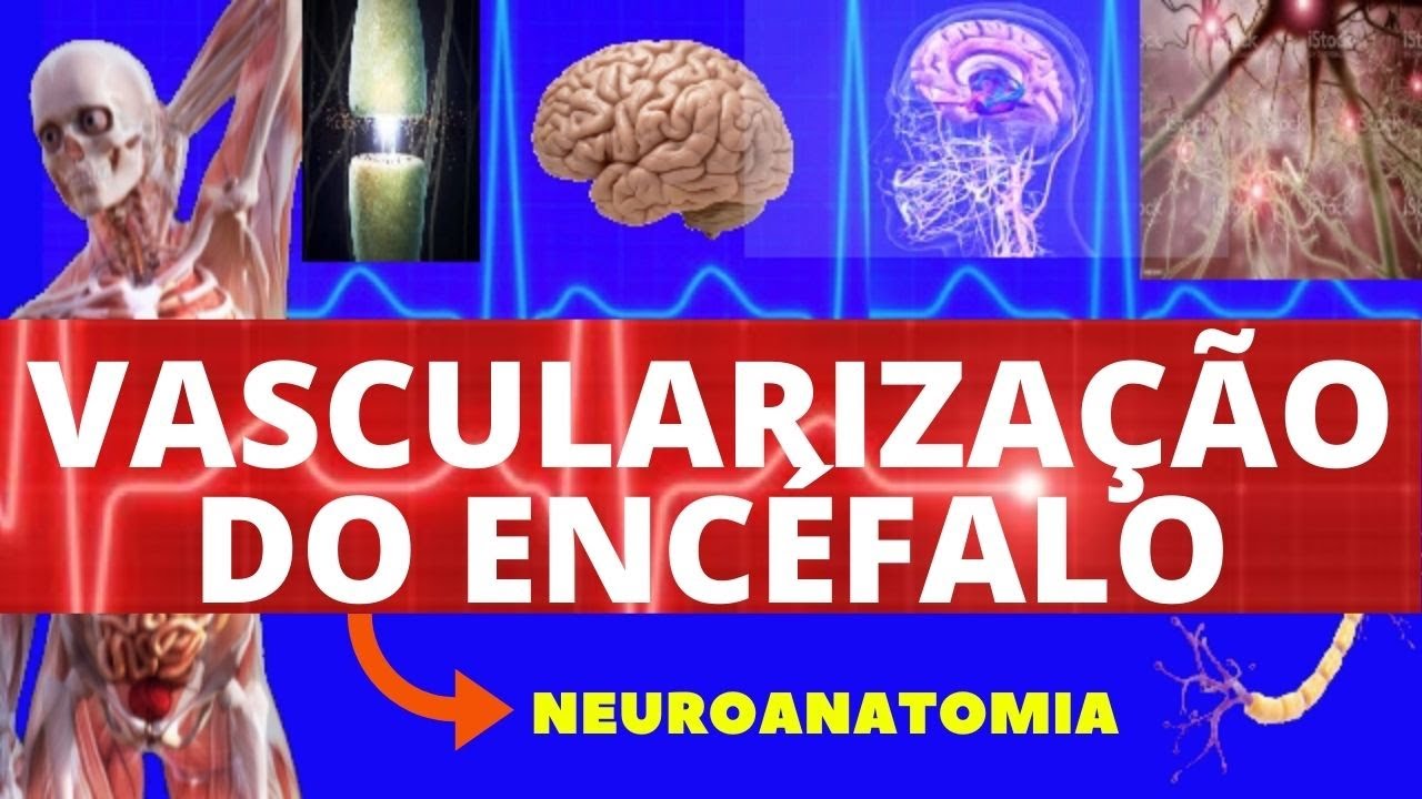VASCULARIZAÇÃO DO ENCÉFALO (NEUROANATOMIA) - POLÍGONO DE WILLIS - IRRIGAÇÃO DO ENCÉFALO - ANATOMIA