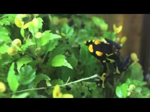 Dyeing Dart Frog Color Patterns Differ From Frog To Frog Dyeing Dart Frog Color Patterns Differ From Frog To Frog