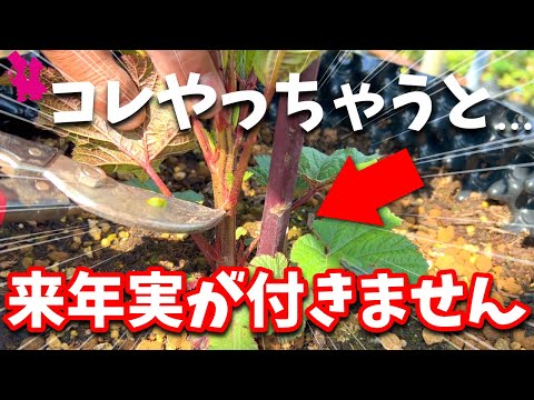 下のブラックベリー、レッドヤマウズラ 植物