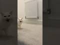 Donut Screaming For Attention It S Funny How His Meow Changes When He Sees Me Cats