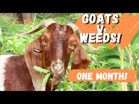 22 Goats vs 2 Acres of Weeds – You Won’t Believe the 1 Month Results!