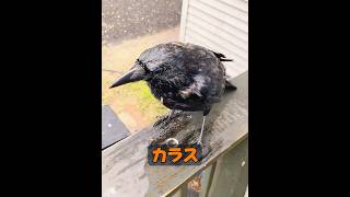カラスはどれくらい賢いのか？ #自然 #動物プロダクション #animals #動物 #癒し
