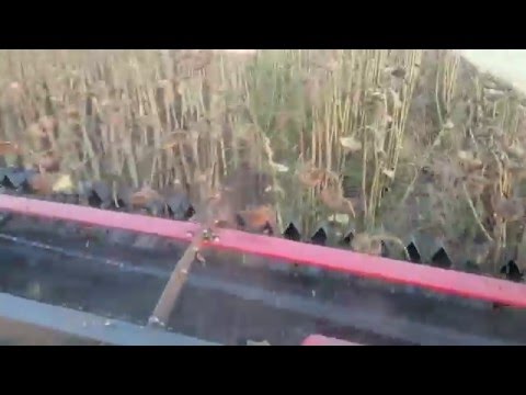 DOMINONI FREE SUN - JOHN DEERE S660 - Girasole (2)