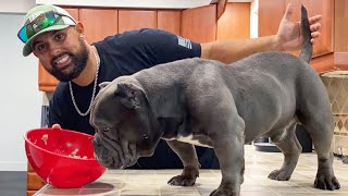 HOMEMADE + HEALTHY DOG FOOD RECIPE | COOKING FOR YOUR EXOTIC BULLY PUPPY!