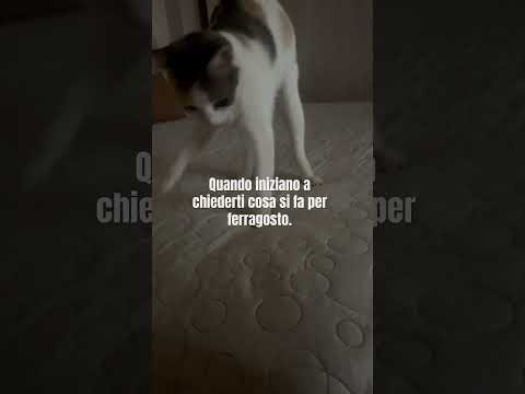 Ve l’hanno già chiesto? #funnyvideo #catshorts