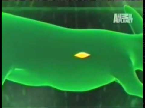 One of most complicated lifecycles: Extreme parasite controlling the ants brain