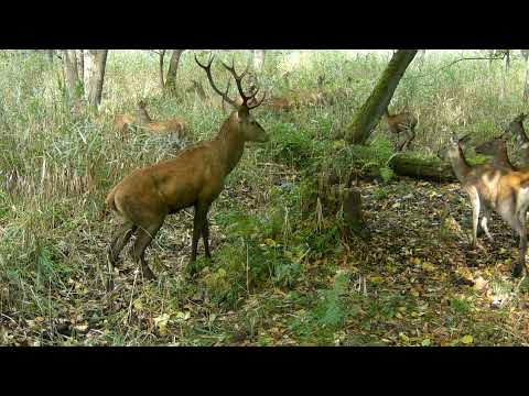 Byk z łaniami, Rykowisko 2025, Dolina Baryczy-7