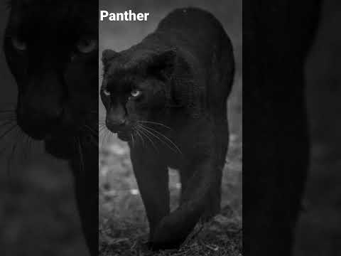 What A Panther Sounds Like