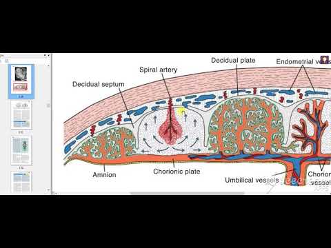 Chorion Decidua Placenta 9